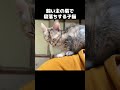 飼い主の肩の上で寝落ちしてしまう子猫が可愛い　 shorts