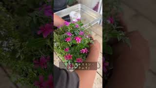 🌸寄せ植え動画🌸　ニチニチソウの寄せ植え　#寄せ植え #グリーンギャラリーガーデンズ