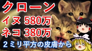 【クローン人間】既にクローン犬、クローン猫は実用化【クローンネコ380万円】