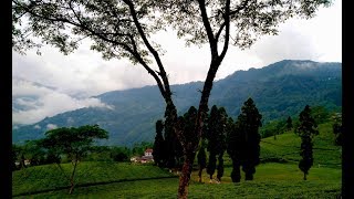 Teesta Valley Tea garden.Darjeeling.