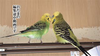 セキセイインコ おたまの編集途中だった未完動画です