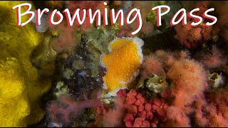 Diving in Browning Pass, Port Hardy, BC (Part 1)
