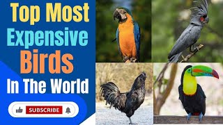 Top Most Expensive Birds in the world//Beautiful Birds in the world//Amazing Birds in the world//