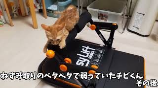 【保護子猫】ねずみ捕りのベタベタがついてたチビ君！みんなと少しずつ仲良くなりつつ人見知り始まる