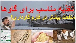 نکات مهم و حیاتی که باید برایی تغذیه گاو ها مدنظر گرفت #feeding #farming #trending #viralvideo