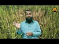 how to control wheat aphid bilal kanju official