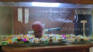 #CJDAquaPro #JovinSpot SRD Flowerhorn Growth #SRDflowerhorn #Flowerhorn