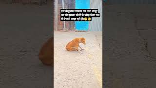 इस बेजुबान जानवर का क्या कसूर था #dogshorts #shortsfeed #viral #doglover #sad #1m