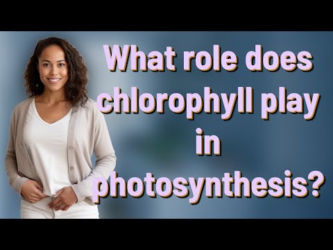 What role does chlorophyll play in the process?