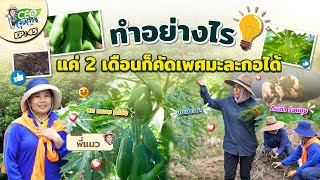 ปลูกมะละกออย่างไร? ให้ออกดอกเร็วขึ้น | EP.45 | CEO ลุยสวน