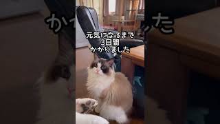 熱中症から回復した猫！#猫の熱中症　#ラグドール　#shorts