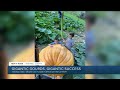 Virginia family grows 1,000 pound pumpkin