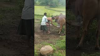 ମର ବଳଦ ବେମାର hela ସେତିପାଇଁ medicine deuchonti ମା or ବାପା // vllonger