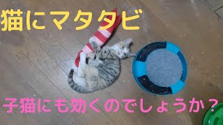 猫にマタタビ入りのぬいぐるみを渡してみた