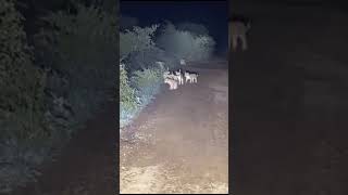 8 Lions cubs roaming near the village of Gujarat's Savarkundla | Asiatic Lions | Gir @TravelIndia18