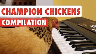 Awesome Chickens | Funny Pet Video Compilation