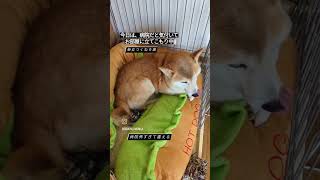 たてこもり柴犬【柴女つくね9歳】病院に行くことに気付いて部屋に立てこもる#柴犬 #柴犬のいる暮らし #シニア犬 #かわいい犬