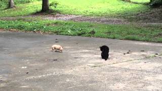 Chihuahua & Black Cat, Pinky & Star