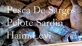 Pesca De Sargos Pelote Sardin | דייג סרגוסים חיים לוי פילוטה