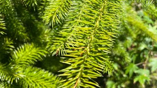 Picea Sitchensis - Sitka Spruce