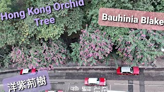 洋紫荊樹 / 紫荊花 / 香港市花 / Hong Kong Orchid Tree / Bauhinia Blakeana / バウヒニアバリエガタ | Our Awesome Tour (27)