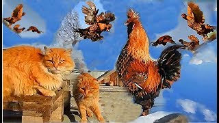 Сибирские деревенские кошки и Павловские куры Siberian Farm cats and Pavlovskie Chickens