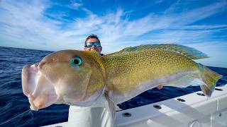 GIANT Mud Fish in 800ft of water! Catch Clean Cook (Golden Tilefish)