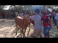 Suasana Karapan Sapi Ajang Silaturahmi Pakar Sakera Pamekasan Sangat Meriah..