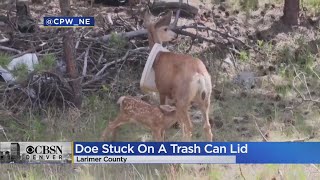 CPW Removed A Trash Can Lid That Was Stuck Around A Doe's Neck