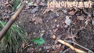 송이버섯 정찰 산행중 갈송이버섯과 곰버섯 만나고 2021년 첫 송이라면 먹었네요. {산삼가족}