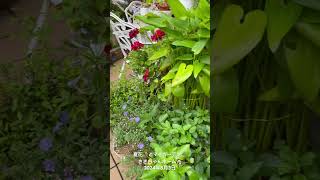 【HD動画】2024年8月3日  夏の花が咲いています。 #flowers #garden #癒し#自然 #naturelovers #薔薇は美しく散る #ばらの花 #rosegarden