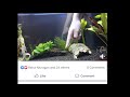 longfin oscar fish veiltail aquarium compilation