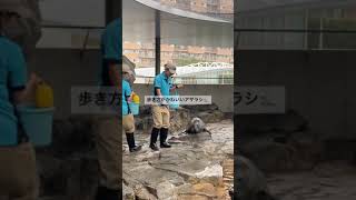 しながわ水族館のアザラシ🦭 #shorts