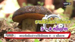 ข่าวช่องวันเสาร์อาทิตย์ | เพาะเห็ดตับเต่ารายได้เดือนละ 3 - 4 หมื่นบาท | ข่าวช่องวัน | one31