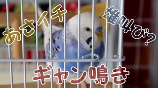 【鳴き声 音量注意】セキセイインコ 2さい オス♂ 今日の雄叫び【ギャン鳴き】2020/09/25