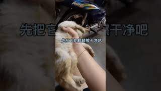 捡猫了？