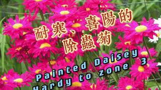 多年生、靓丽、耐寒、喜阳的除虫菊Painted Daisy/Tanacetum Coccineum (Hardy to Zone 3-7)