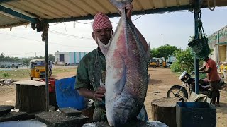 30 கிலோ பாறை மீன் வெட்டுதல்//30KG BIG SIZE PAARAI FISH CUTTING VIDEO FISH MARKET#nagappattinam