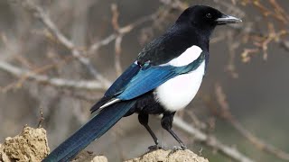 10 Interesting facts about Magpies | Birds of Wit and Wonder