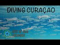 Diving Curaçao - Best of December 2020 | TropicLens 4K