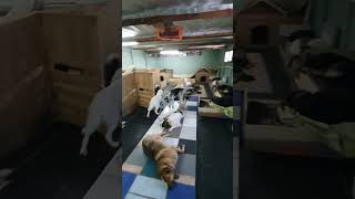 Якутия (Yakutia), Приют для бездомных животных, собак в Якутии! добрые поступки