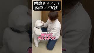 【犬種ビション】わんちゃんの歯磨きできてる？#shorts