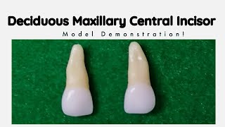 Deciduous Maxillary Central Incisor | Morphology of deciduous teeth