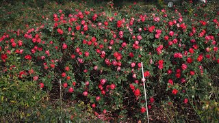 Cherry Bonica in late November with minimum care - Meilland rose