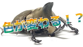 色が変わる！？不思議でかわいいカブトムシが羽化しました