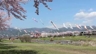 相川水辺公園の鯉のぼり遊泳　　撮影日：2017年4月13日