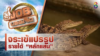 ขายเนื้อจระเข้ก็รวยได้!! | JOB บรรเจิด | ช่อง8