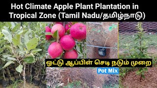 Hot Climate Apple Plants Plantation in Tamil Nadu  | ஒட்டு ஆப்பிள் செடி நடும் முறை