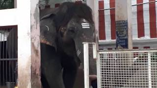 Playful and talented sankarankovil gomathi temple elephant attracts crowd !!!! (Must watch)