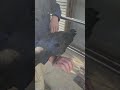 物干しより腕が好きなカラス カラス crow corvus 保護カラス かわいい まったり 甘えん坊 手乗り 仲良し